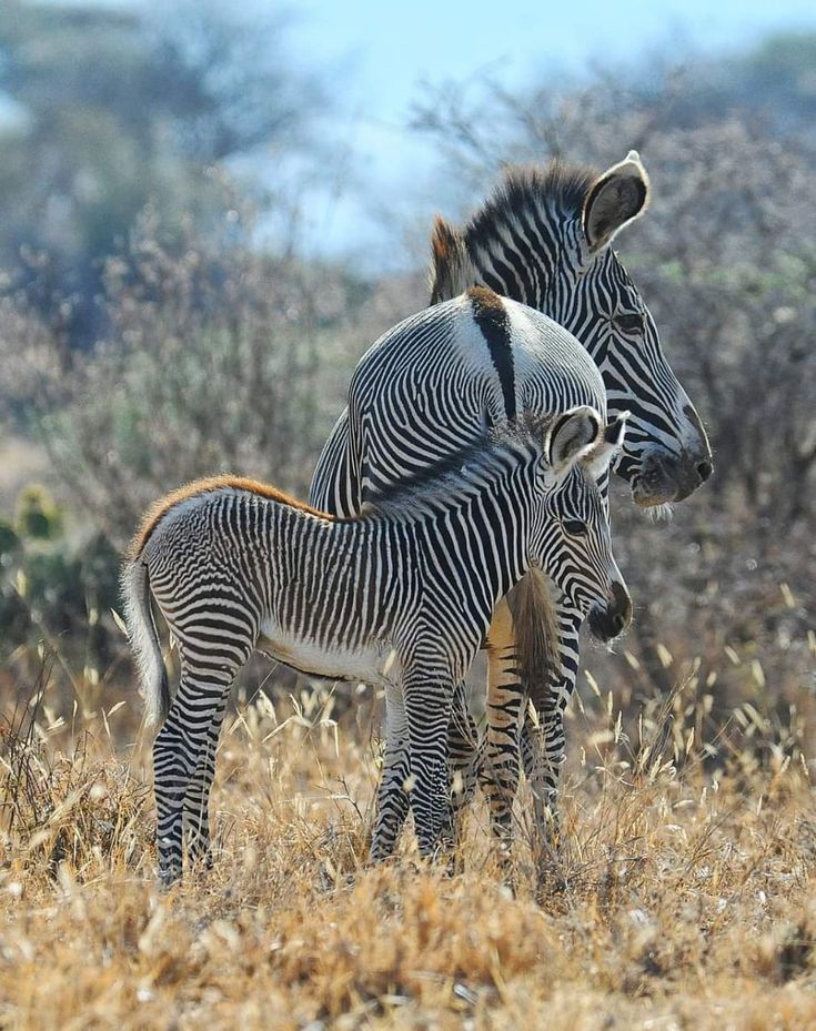 Samburu