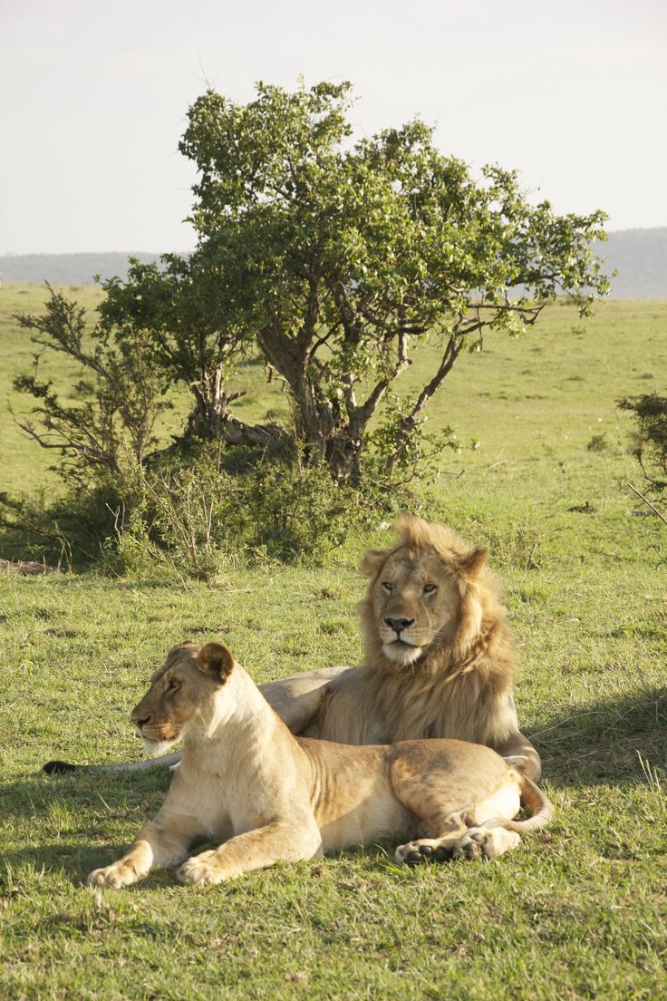 Maasai Mara image 4