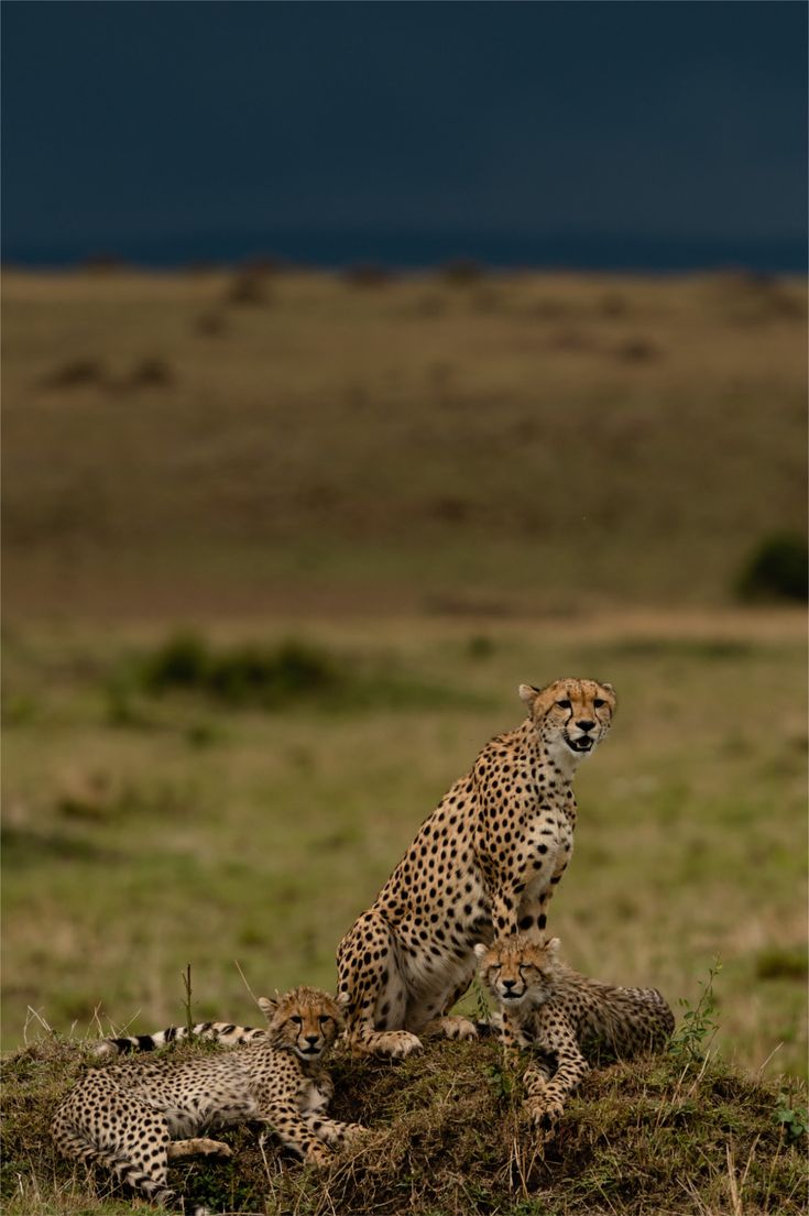 Amboseli image 1