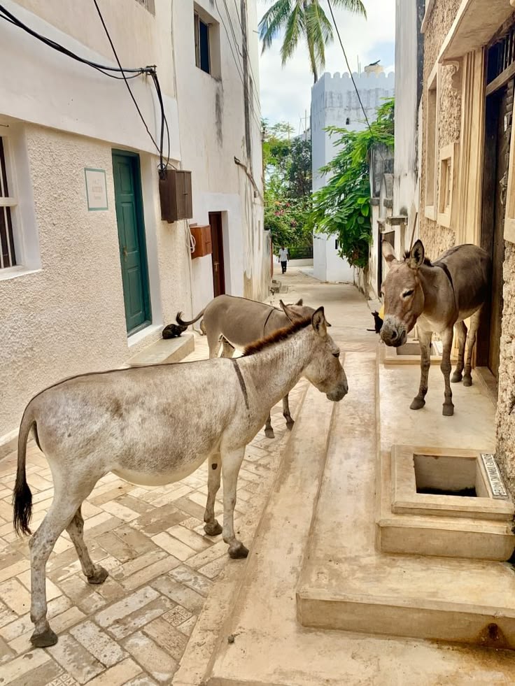 Lamu Island image 2