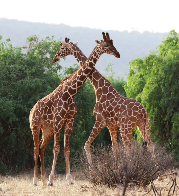Samburu image 3