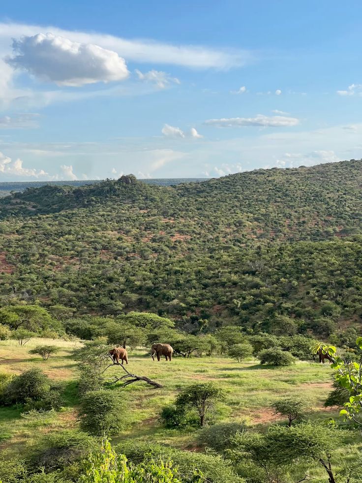 Samburu image 5