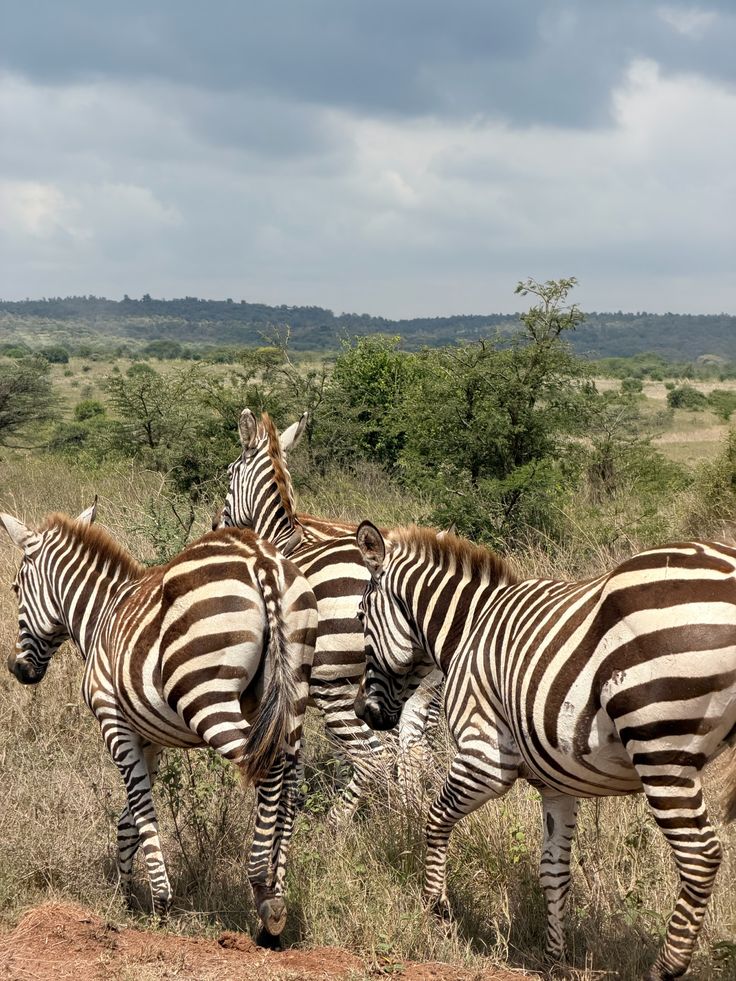 Nairobi City Safari image 1