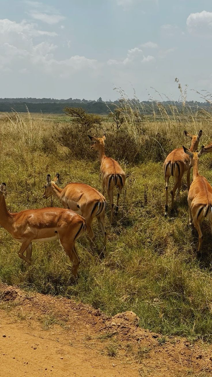 Nairobi City Safari image 3