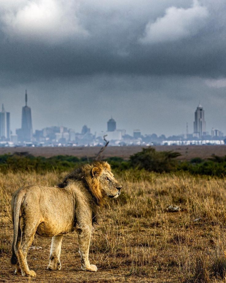 Nairobi City Safari image 5