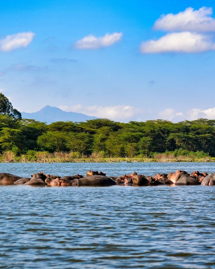 Lake Nakuru  image 3