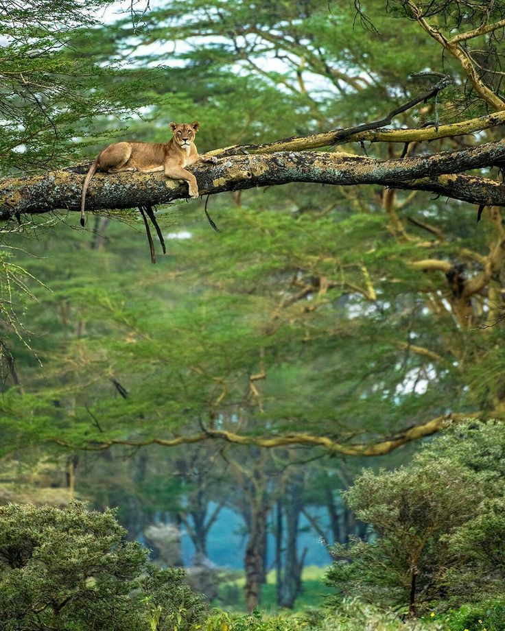 Lake Nakuru  image 6