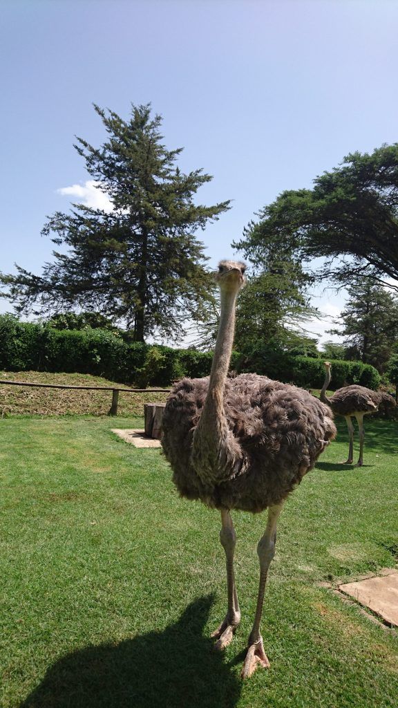 Nanyuki Getaway image 3