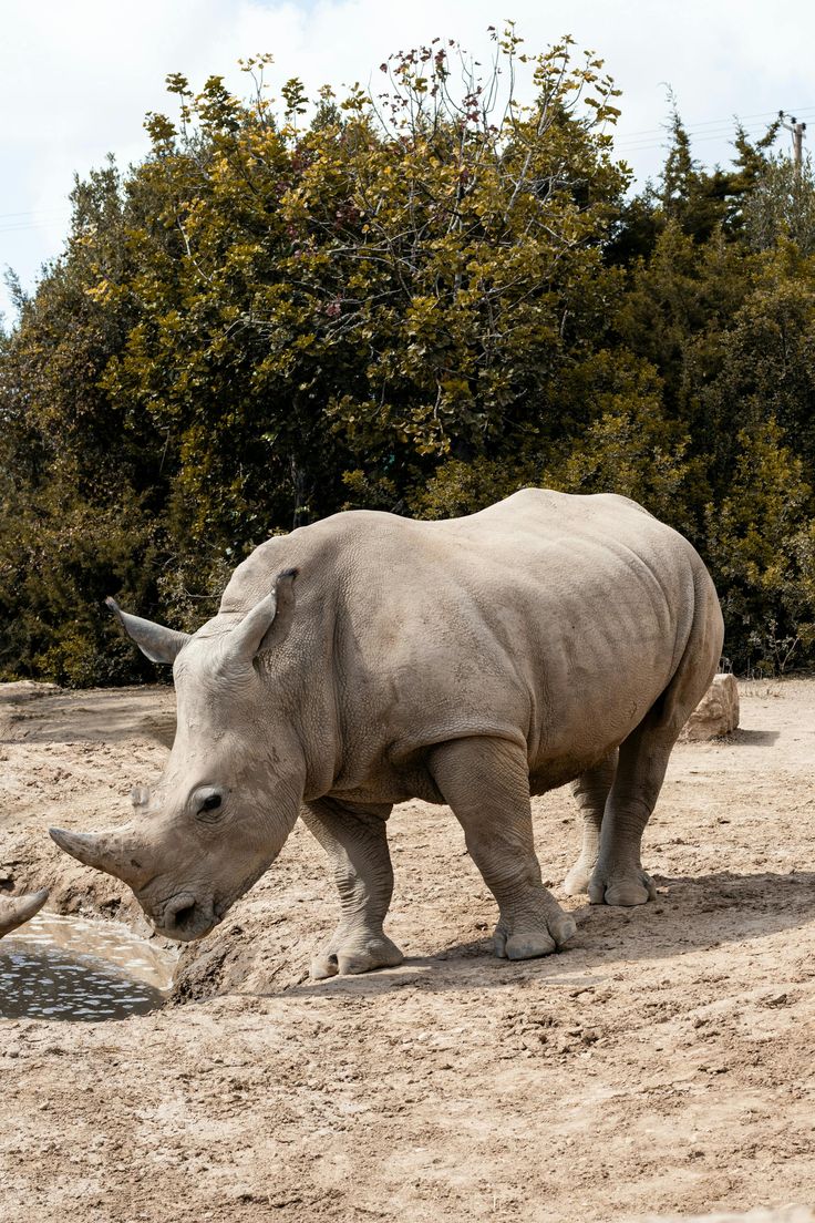 Nanyuki Getaway image 4