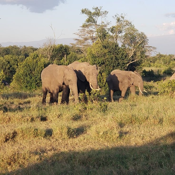 Nanyuki Getaway image 6