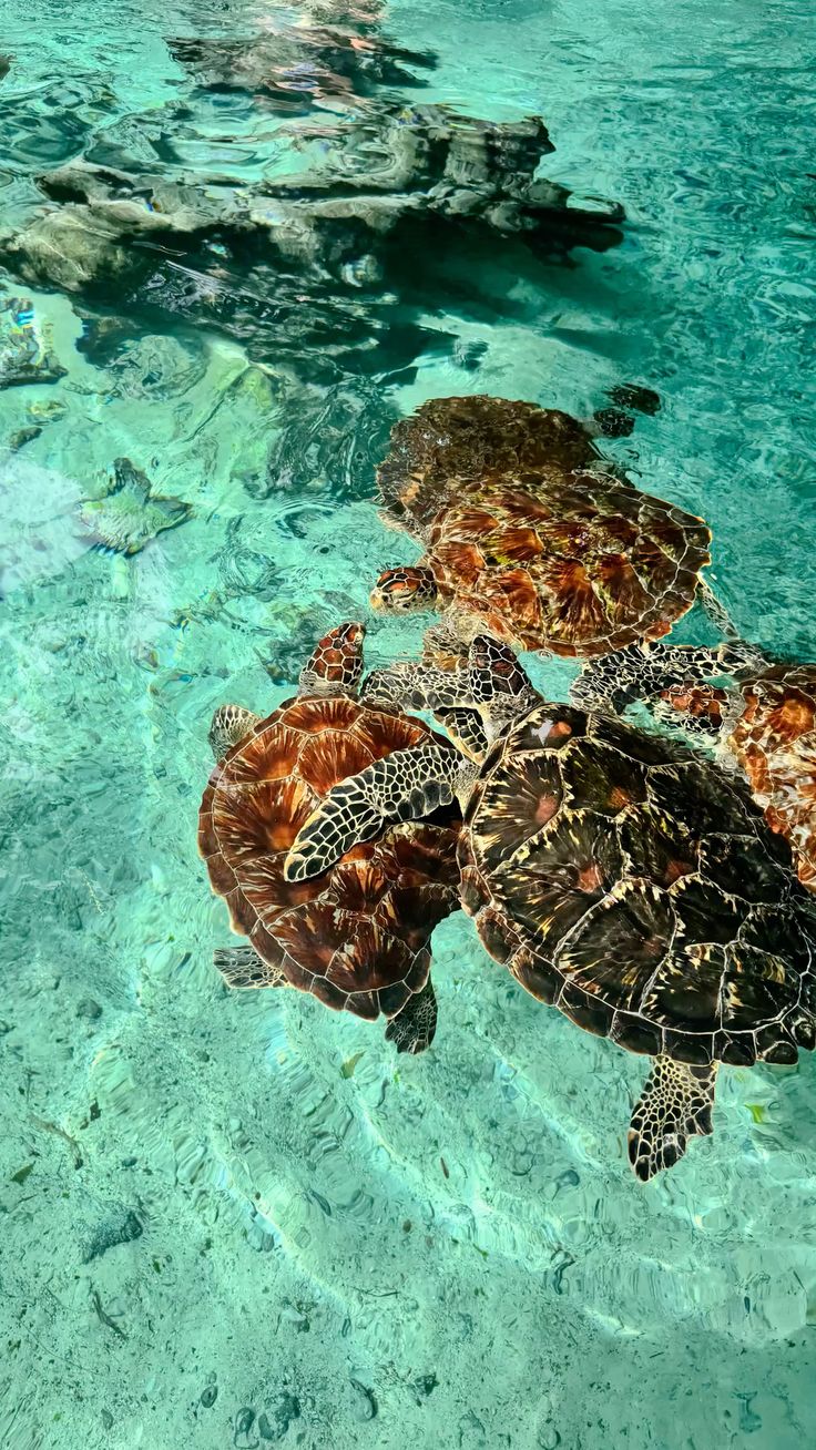 Zanzibar  image 3