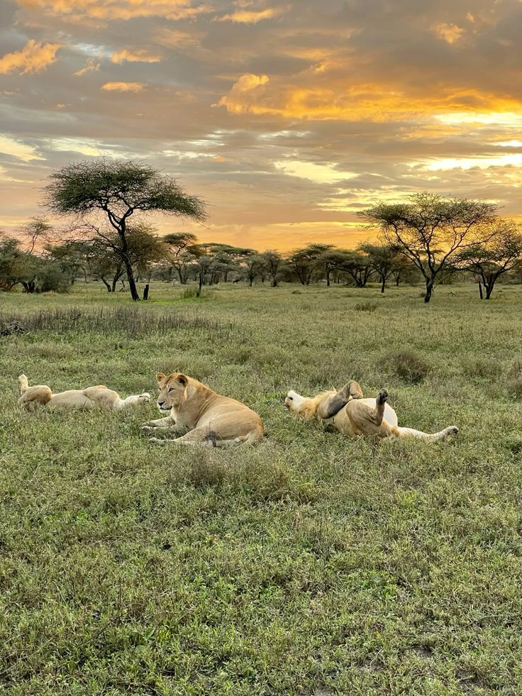 Arusha Safari  image 3