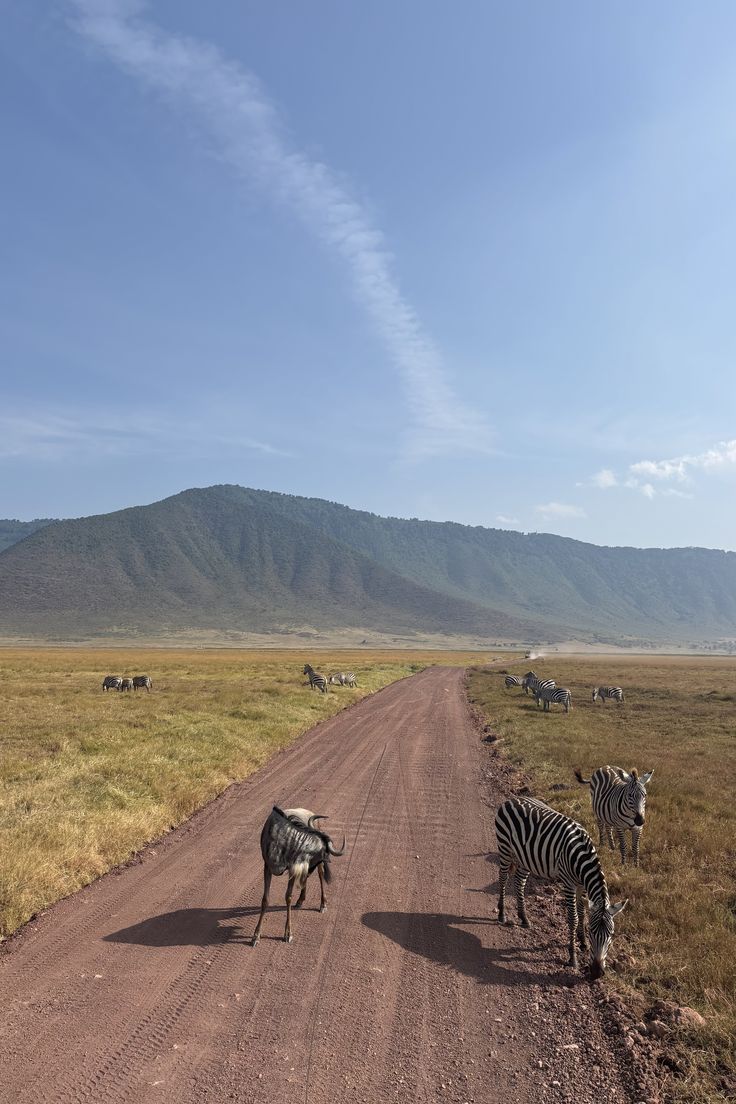 Arusha Safari  image 4