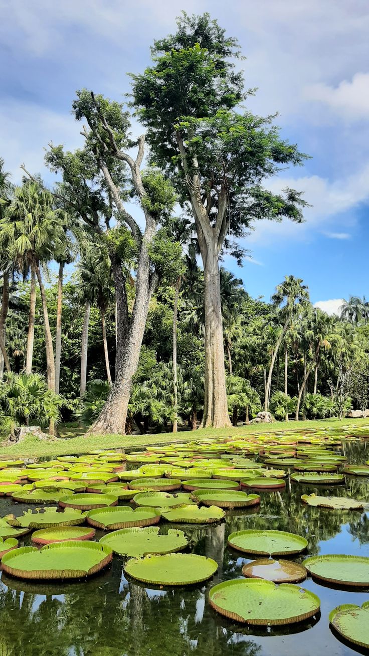 Mauritius image 5