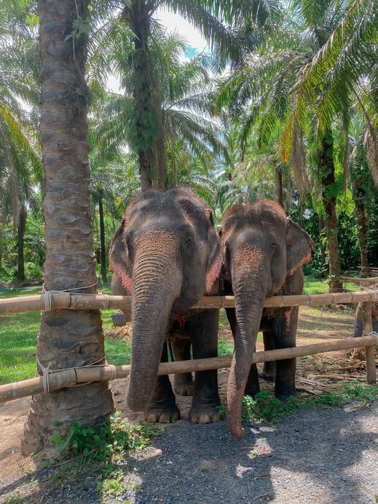 Thailand image 6
