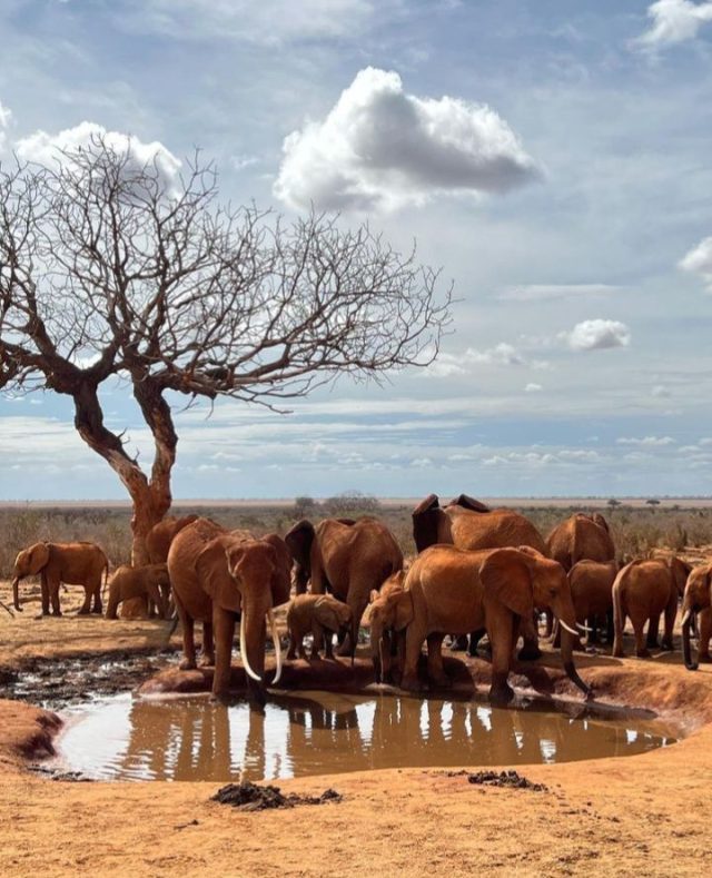 Tsavo Red Earth Expedition