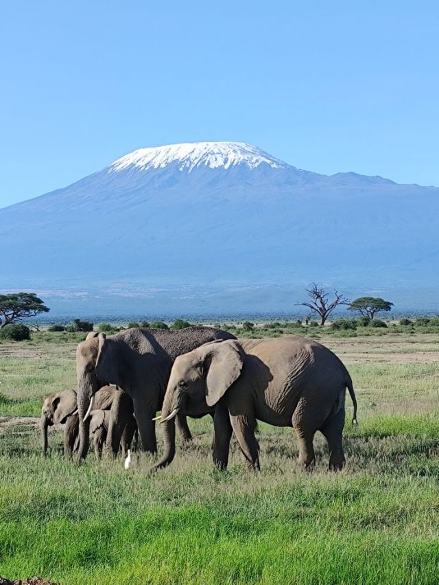 Amboseli Elephant Trail
