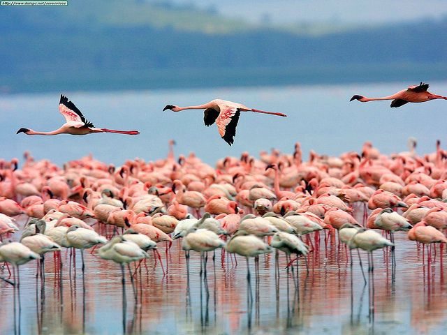 Flamingo Shores Nakuru Escape