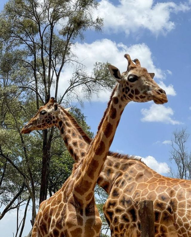 Giraffe Centre Experience – Nairobi Escape