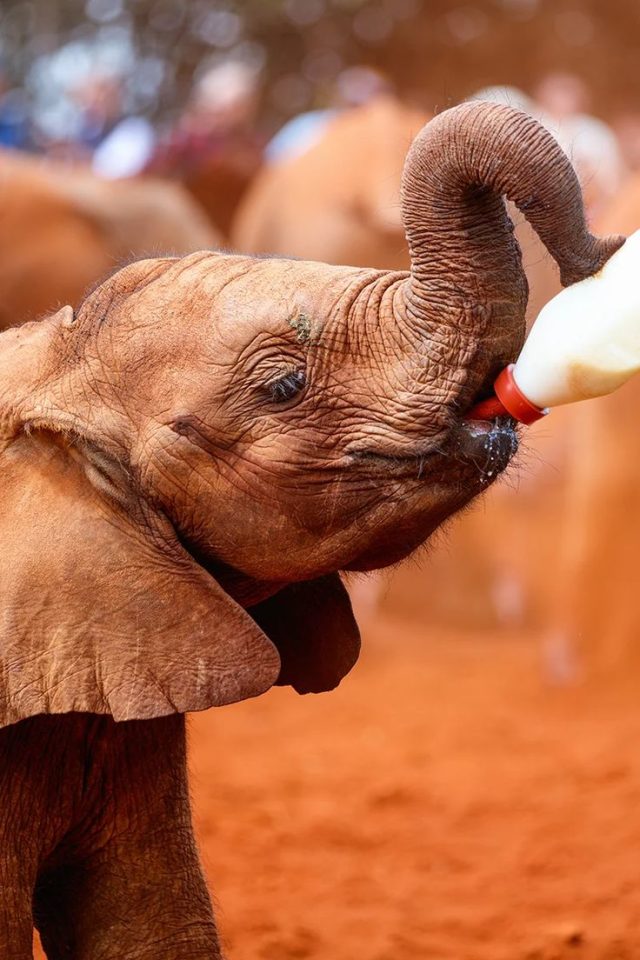 Elephant Orphanage Experience – Nairobi Wildlife Escape