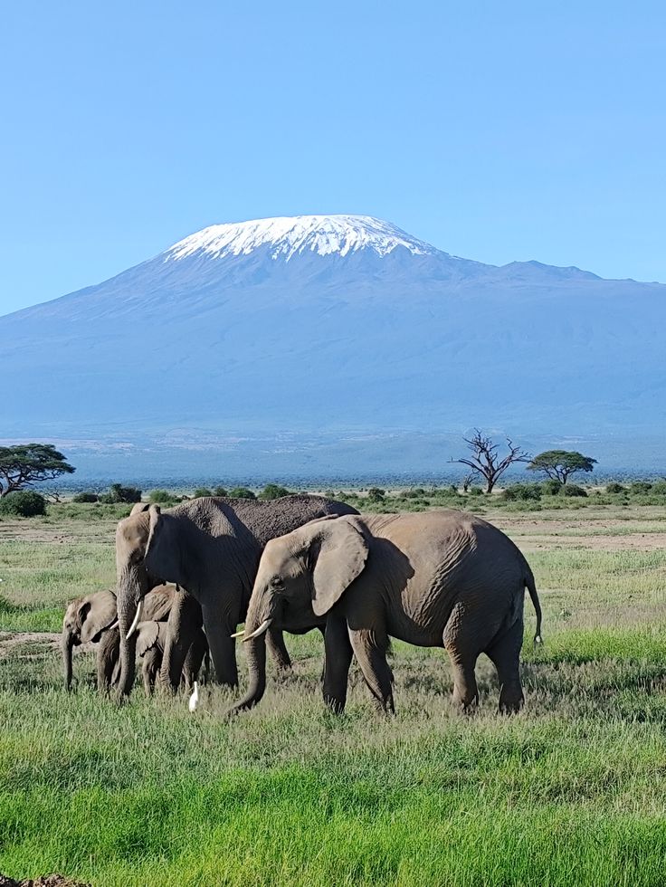 Amboseli Elephant Trail
