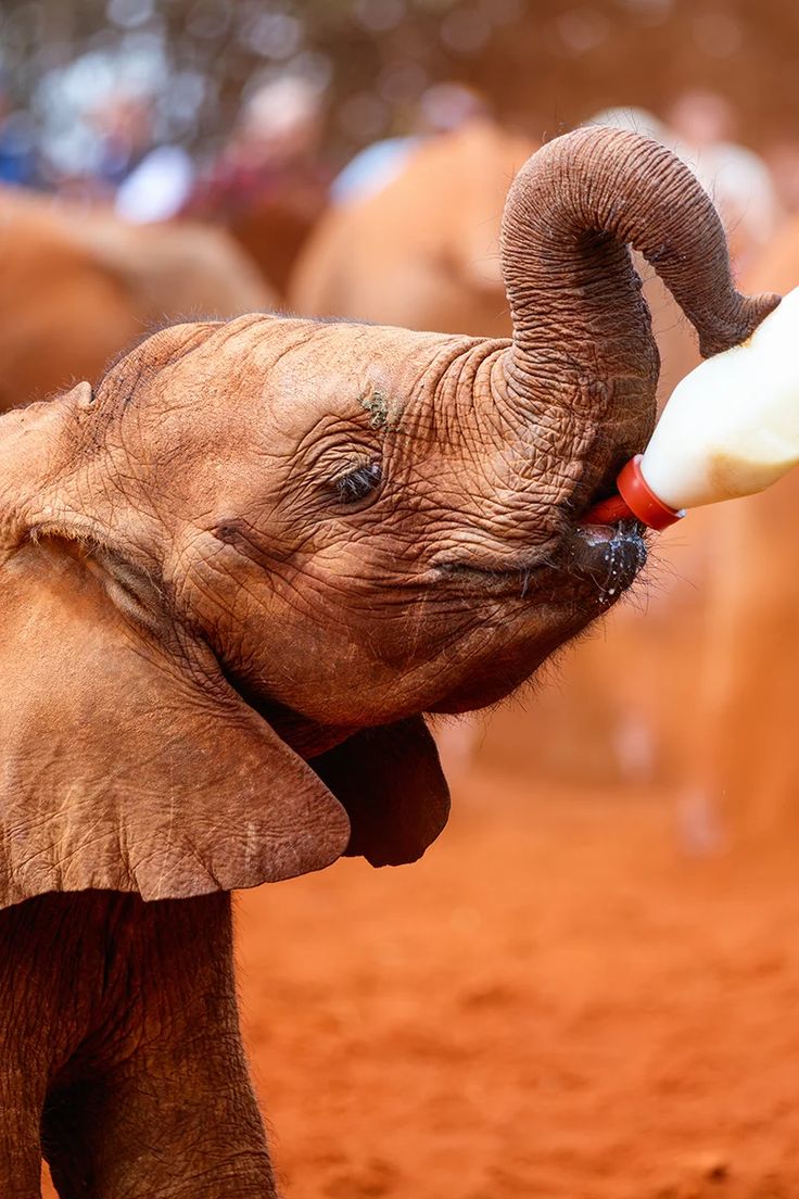 Elephant Orphanage Experience – Nairobi Wildlife Escape