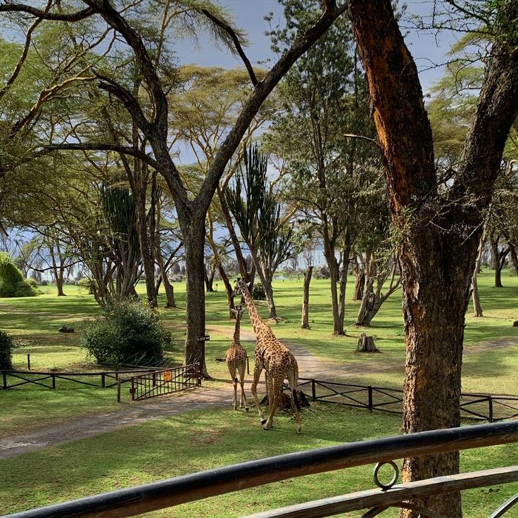 Naivasha Weekend Escape image 3