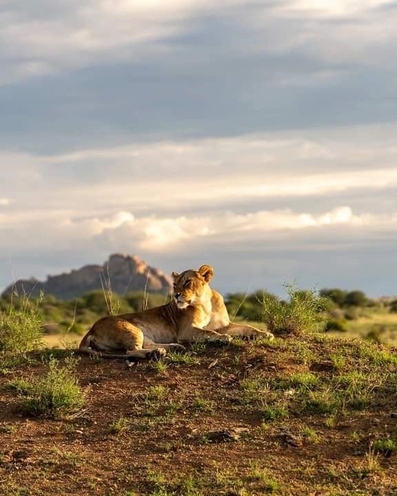 Samburu Safari Escape image 3