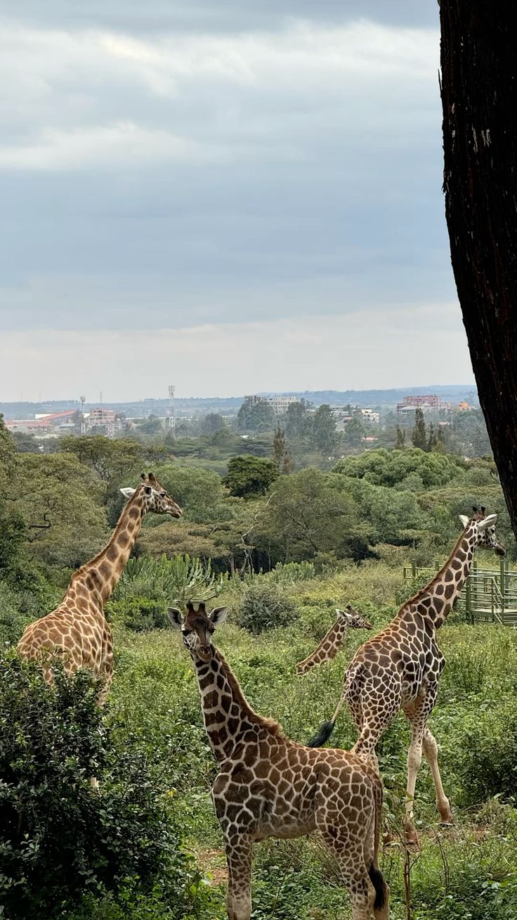 Nairobi Urban Safari Experience image 1