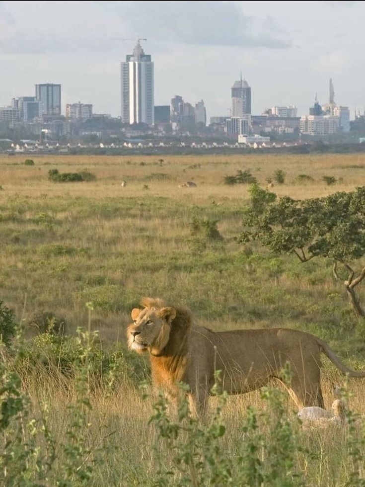 Nairobi Urban Safari Experience image 2