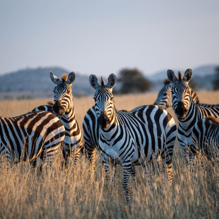 Serengeti&Ngorongoro Expedition image 1