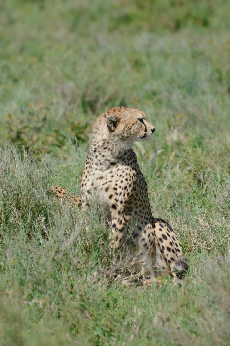 Serengeti&Ngorongoro Expedition image 2