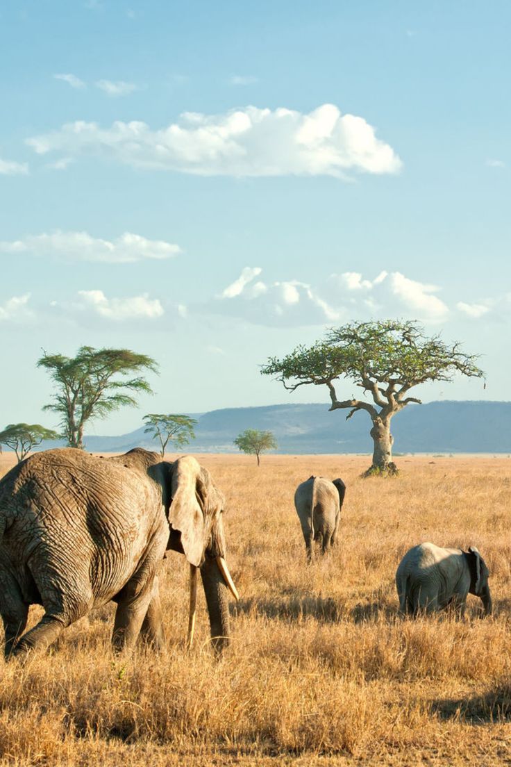 Serengeti&Ngorongoro Expedition image 4