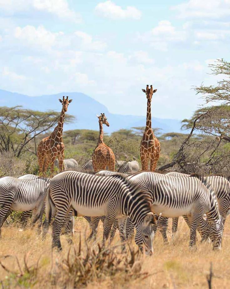 Serengeti&Ngorongoro Expedition image 5