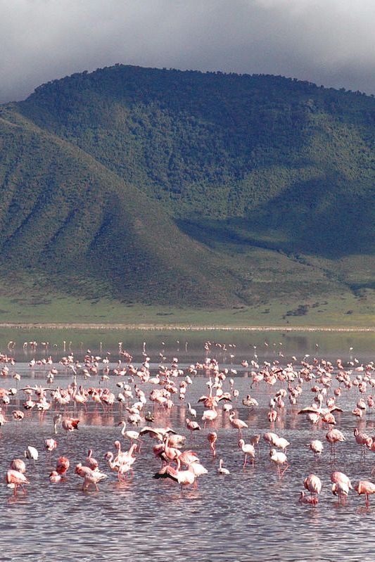 Serengeti&Ngorongoro Expedition image 7