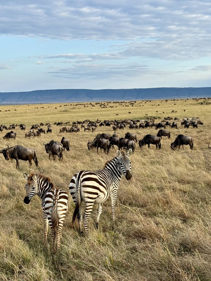 Serengeti&Ngorongoro Expedition image 8