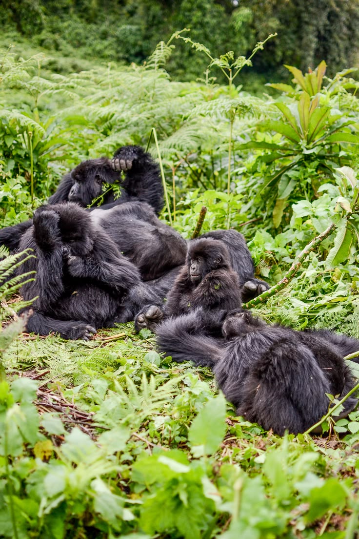 Kigali City & Rwanda Discovery Escape image 6