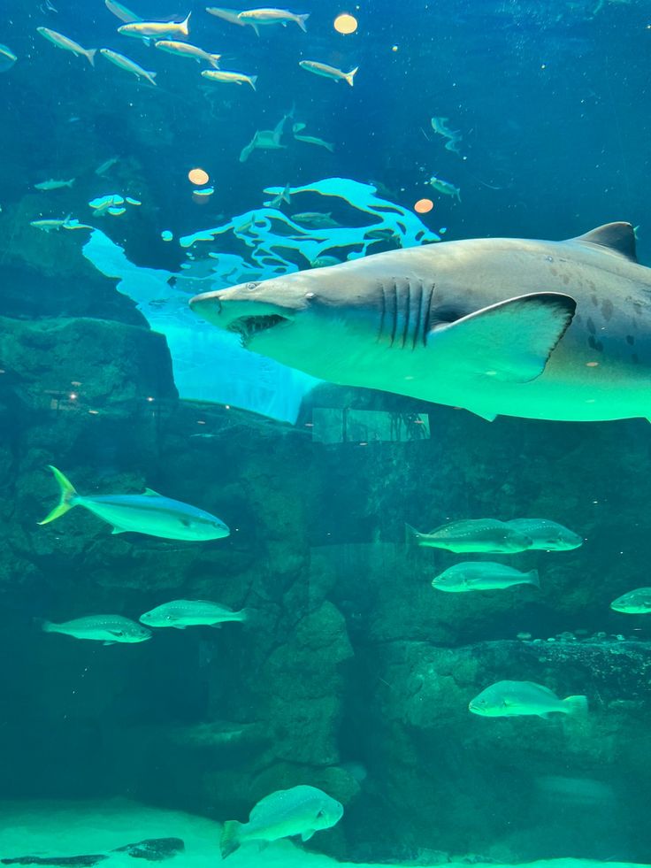 The Ultimate Cape Town Experience image 11