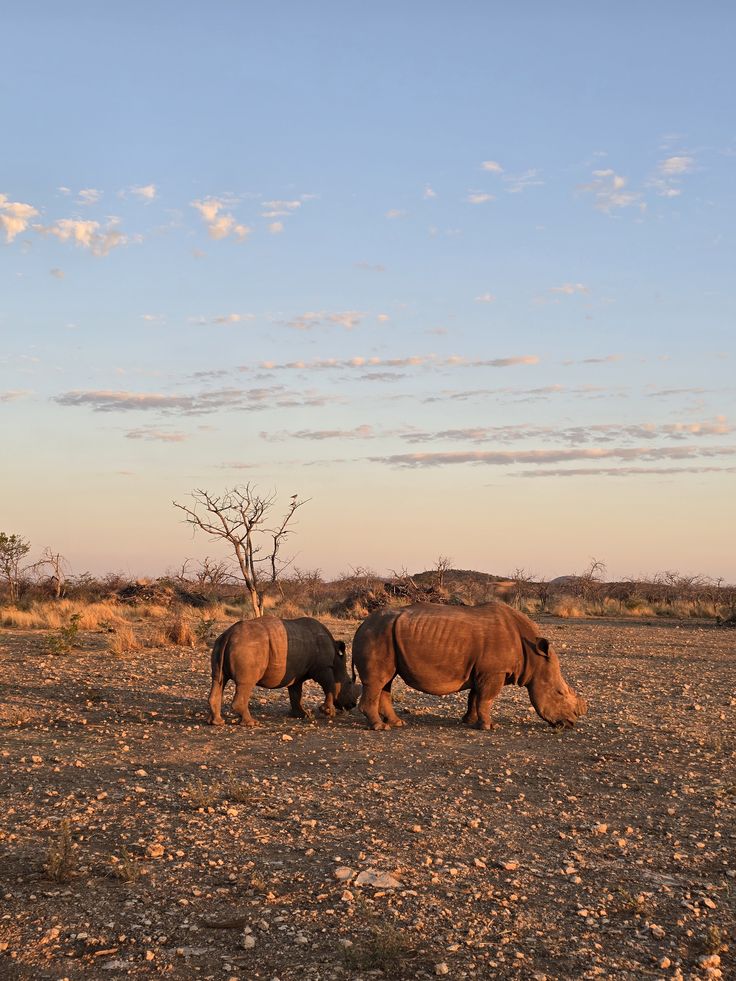Namibia Desert & Safari Escape image 1