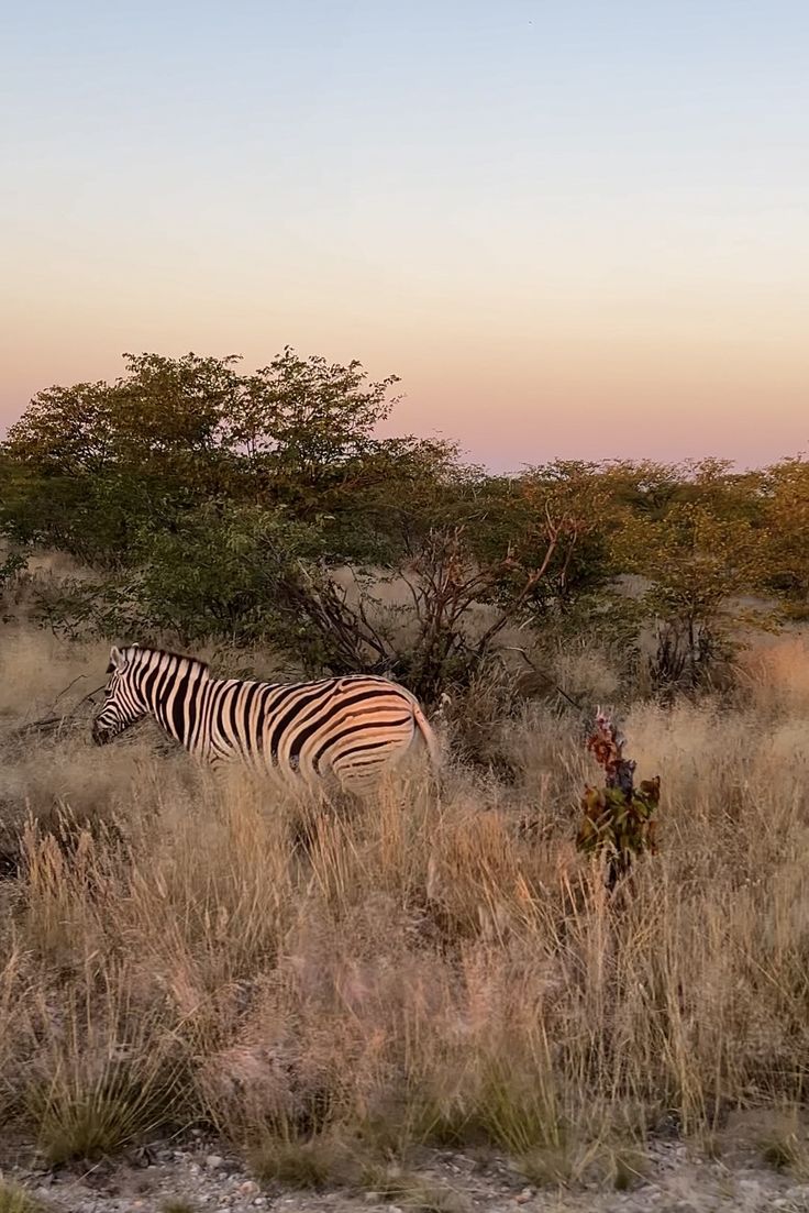 Namibia Desert & Safari Escape image 9