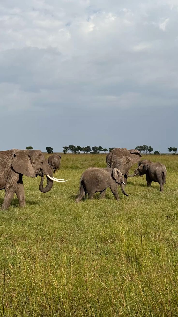 Classic Mara Game Drive image 4