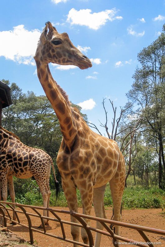 Giraffe Centre Experience – Nairobi Escape image 1