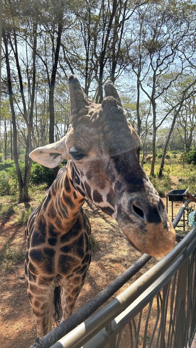 Giraffe Centre Experience – Nairobi Escape image 2