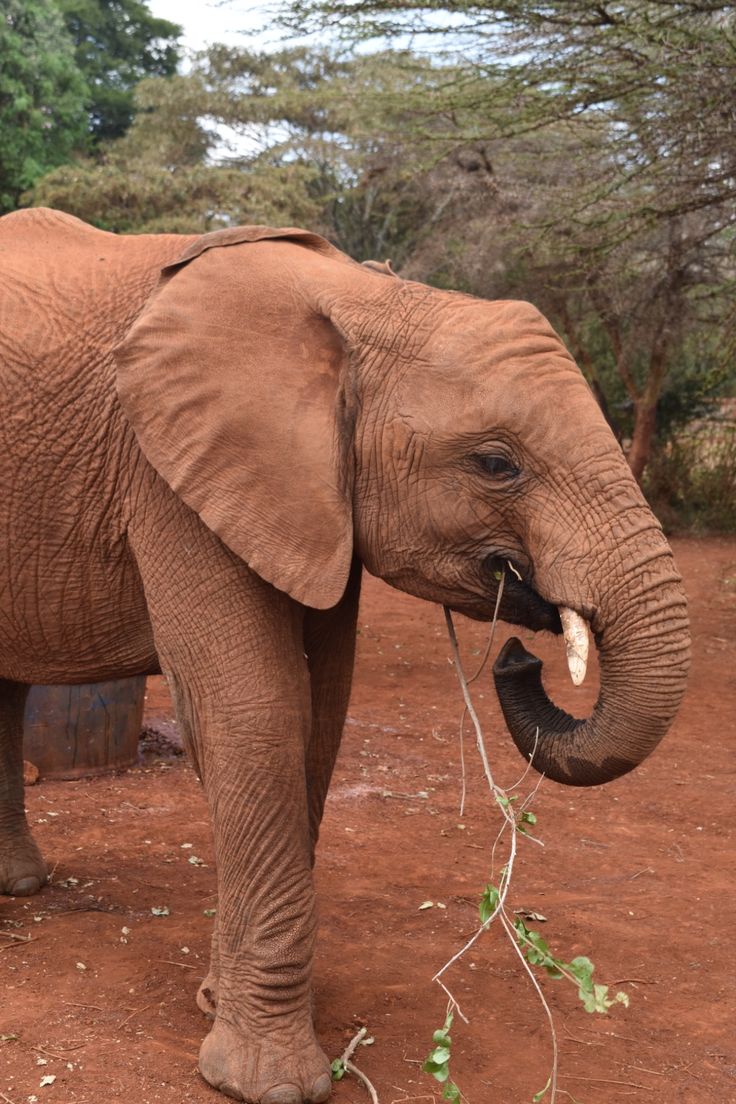Elephant Orphanage Experience – Nairobi Wildlife Escape image 1