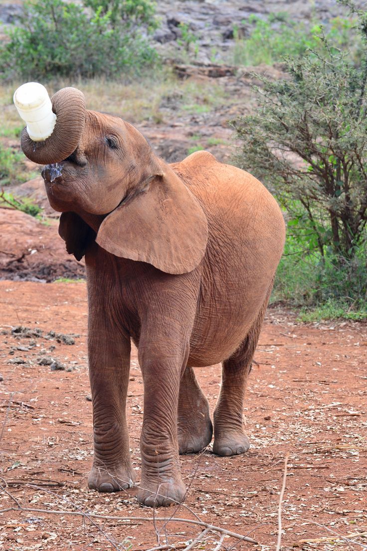 Elephant Orphanage Experience – Nairobi Wildlife Escape image 2