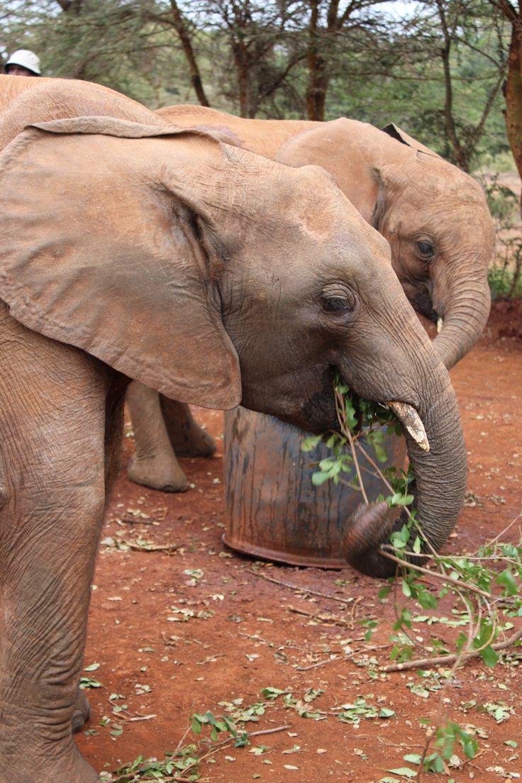 Elephant Orphanage Experience – Nairobi Wildlife Escape image 3