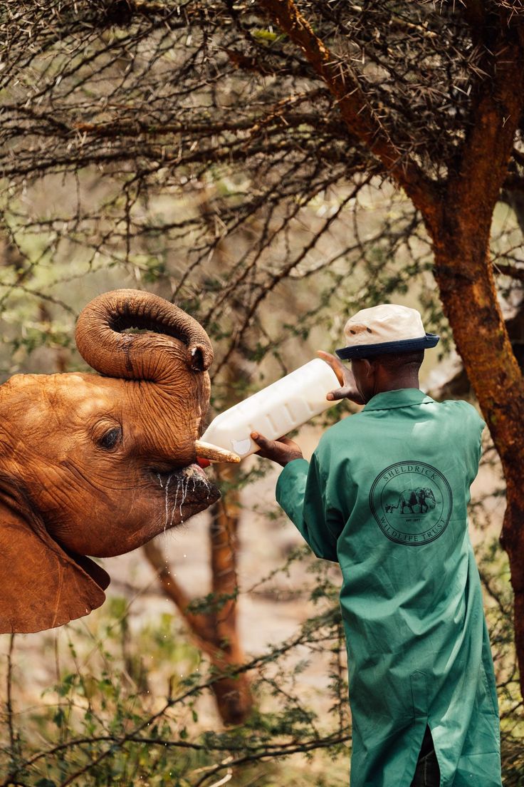 Elephant Orphanage Experience – Nairobi Wildlife Escape image 4